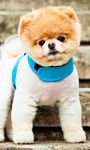 pic for Boo The Cutest Dog 768x1280